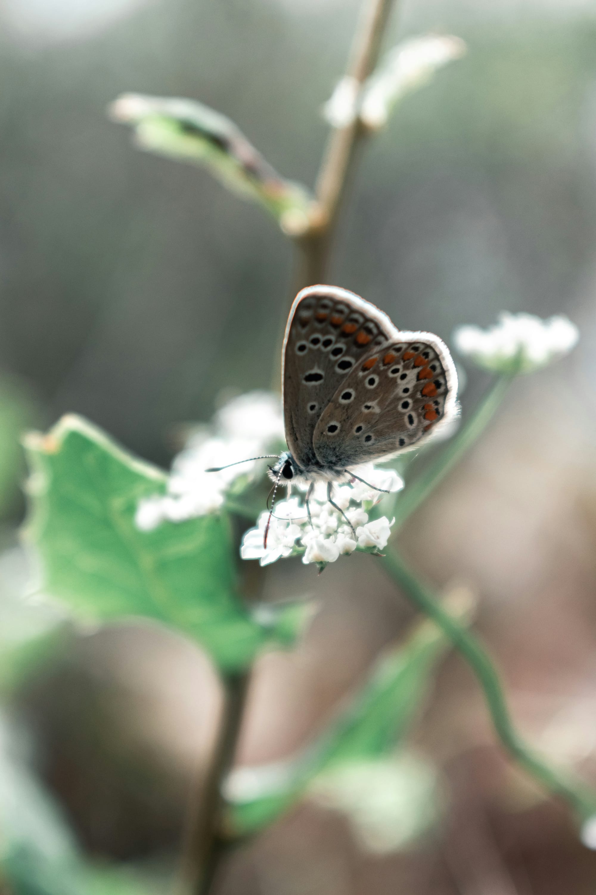 butterfly on a small white spray of flowers